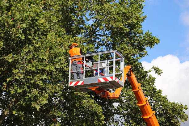 Trusted Blissfield, MI Tree Services Experts