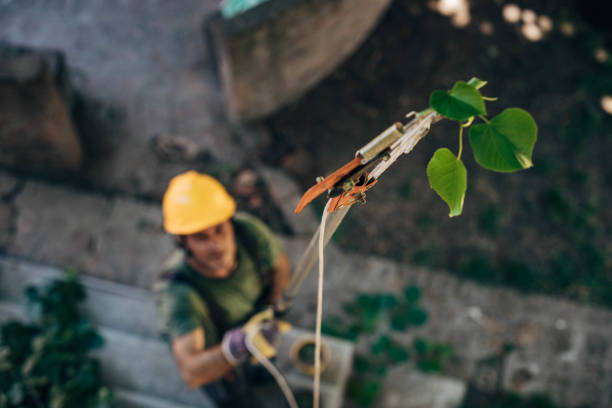 How Our Tree Care Process Works  in Blissfield, MI